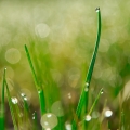 Mornings in the grass