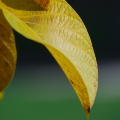 dsc_7070