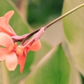 #42/52 - canna