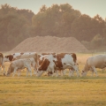#47/52 - večer s krávama