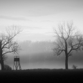 #9/52 - mlha